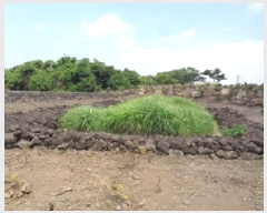  2025Ÿ��8286 ���� ���ֽ� �Ѹ��� ��븮 4371      ����(��1)���