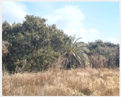  2025Ÿ442    ︮ 120      (1)