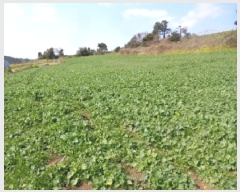  2025Ÿ��921 ���� �������� �ȴ��� âõ�� 1101-3      ����(��1)���