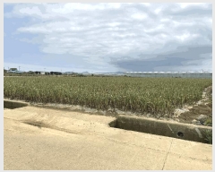  2025Ÿ��1197  �����