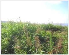  2025Ÿ��1433  �����