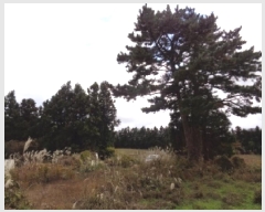  2025Ÿ��1949  �����