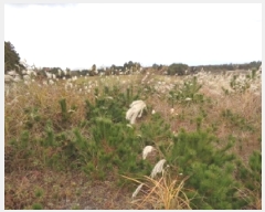  2025Ÿ��1949  �����