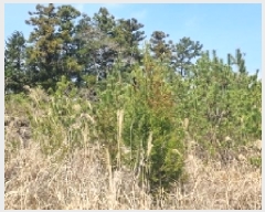  2025Ÿ��7529 ���� ���ֽ� ������ �۴縮 2007-3      ����(����)���