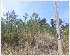  2025Ÿ��7529 ���� ���ֽ� ������ �۴縮 2007-3      ����(����)���