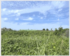  2025Ÿ��8094 ���� ���ֽ� ��õ�� ���긮 1709-2      ����(����)���