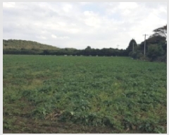  2025Ÿ��8956 ���� �������� ǥ���� ������ 985-2      ����(��1)���