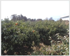  2025Ÿ275   ȯ 47       ,â