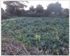  2025Ÿ374  ֽ ֿ  1969-9      ()