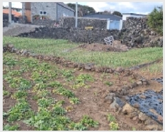  2025Ÿ459  ֽ  縮 2526-1      (1)