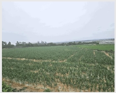  2025Ÿ640     1967-4      (1)