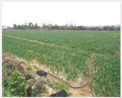  2025Ÿ640     1967-4      (1)