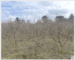  2025Ÿ��993 ���� ���ֽ� ��õ�� ���긮 2185      ����(�Ӿ�)���