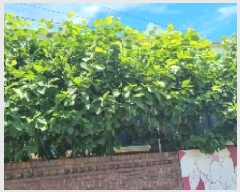  2025Ÿ��1236 ���� ���ֽ� ��õ�� ���̸� 703-1      ���ð��