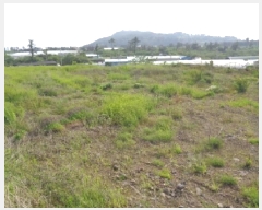  2025Ÿ��1282 ���� ���ֽ� �ֿ��� �ֿ��� 987-1      ����(��1)���