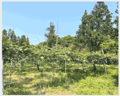  2025Ÿ��1325 ���� �������� �ȴ��� ������ 100-1      ����(������)���