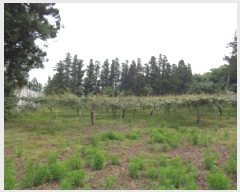  2025Ÿ��1325 ���� �������� �ȴ��� ������ 100-1      ����(������)���