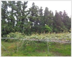  2025Ÿ��1325 ���� �������� �ȴ��� ������ 100-1      ����(������)���