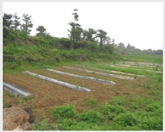  2025Ÿ��1352 ���� ���ֽ� �Ѱ�� ����� 2529-1      ����(��1)���