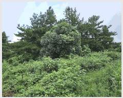  2025Ÿ��1696 ���� �������� �ȴ��� ��õ�� 726-2      ����(�Ӿ�)���