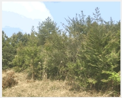  2025Ÿ��7817  �Ӿ߰��