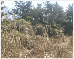  2025Ÿ��7817  �Ӿ߰��