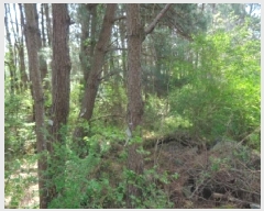  2025Ÿ��7891 ���� ���ֽ� �ֿ��� �ұ渮 ��84-6      ����(�Ӿ�)���