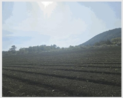  2025Ÿ��7983 ���� ���ֽ� ��õ�� ���긮 1823      ����(��1)���