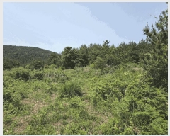  2025Ÿ��8003 ���� ���ֽ� ��õ�� ���긮 2153-5      ����(�������)���