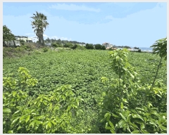  2025Ÿ��8049 ���� �������� �Ͽ��� 1776-1       ����(��1)���