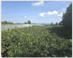  2025Ÿ��8142  ���������