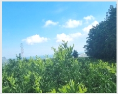  2025Ÿ��8142  ���������