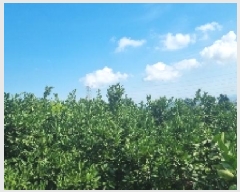  2025Ÿ��8142  ���������