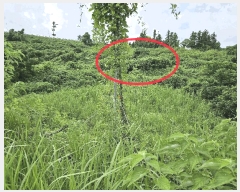  2025Ÿ��8504  â�����