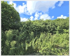  2025Ÿ��8650 ���� �������� �󿹵� 1683       ����(�Ӿ�)���