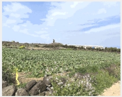  2025Ÿ��1076 ���� �������� ������ ������ 2401-5      ����(�Ӿ�)���