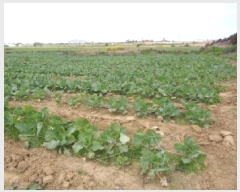  2025Ÿ��1076 ���� �������� ������ ������ 2401-5      ����(�Ӿ�)���