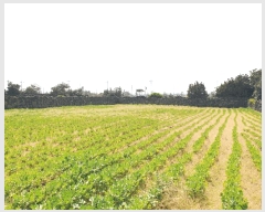  2025Ÿ��1094 ���� ���ֽ� ������ �ϵ��� 2234      ����(��1)���