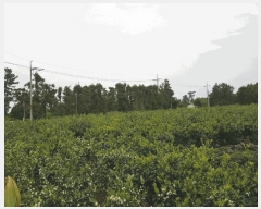  2025Ÿ1183   Ͽ 787-1       (1)