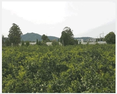  2025Ÿ1183   Ͽ 787-1       (1)