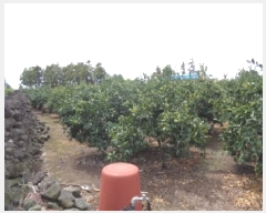  2025Ÿ1183   Ͽ 787-1       (1)