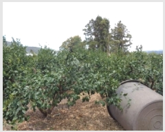  2025Ÿ1183   Ͽ 787-1       (1)