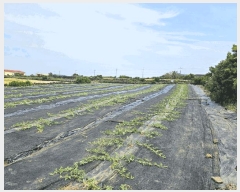  2025Ÿ��1208 ���� ���ֽ� �쵵�� ���� 1357      ����(��1)���