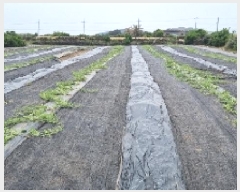  2025Ÿ��1208 ���� ���ֽ� �쵵�� ���� 1357      ����(��1)���