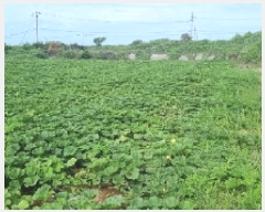  2025Ÿ��1237 ���� ���ֽ� ��õ�� ��õ�� 923      ����(��1)���