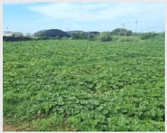  2025Ÿ��1237 ���� ���ֽ� ��õ�� ��õ�� 923      ����(��1)���