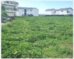  2025Ÿ��1237 ���� ���ֽ� ��õ�� ��õ�� 923      ����(��1)���