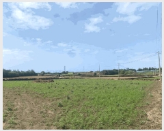  2025Ÿ��1255 ���� �������� ������ ������ 1551-1      ����(��1)���