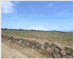  2025Ÿ��1255 ���� �������� ������ ������ 1551-1      ����(��1)���