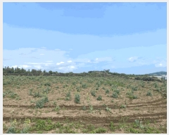  2025Ÿ��1255 ���� �������� ������ ������ 1551-1      ����(��1)���